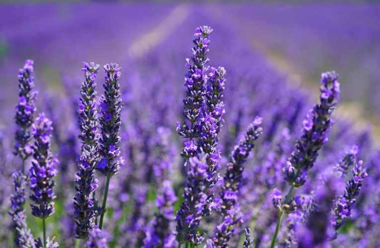 Perfumy Mustang: Odkryj dzikość i męskość w zapachu